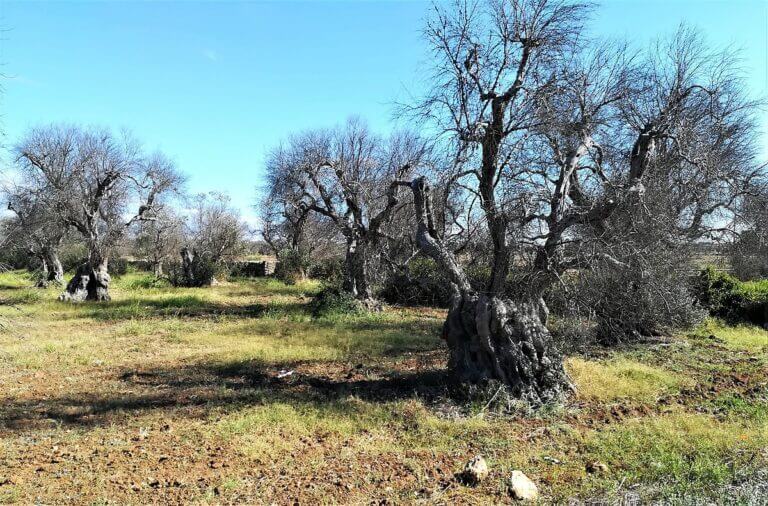 Alberi_di_olivo_attaccati_da_xylella_nellagro_di_Gallipoli